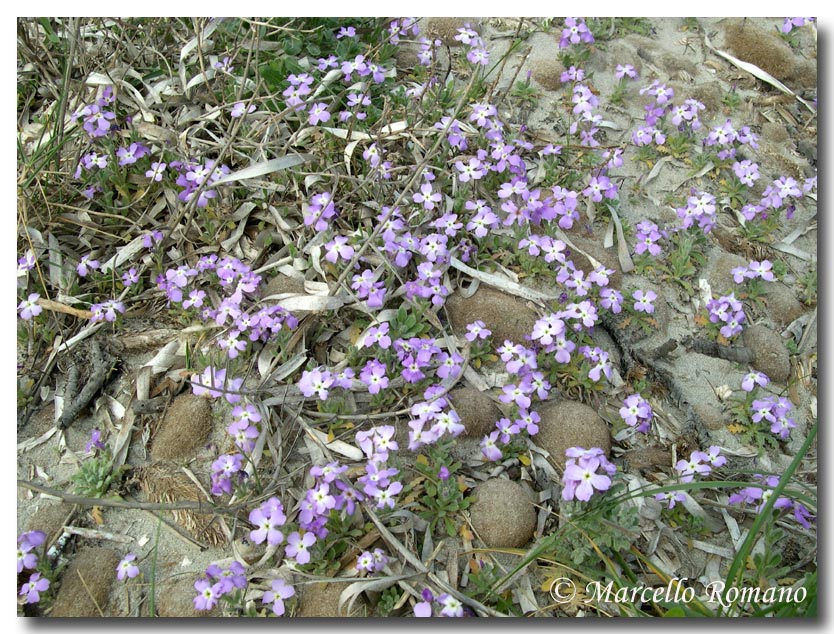 Matthiola tricuspidata / Violaciocca selvatica